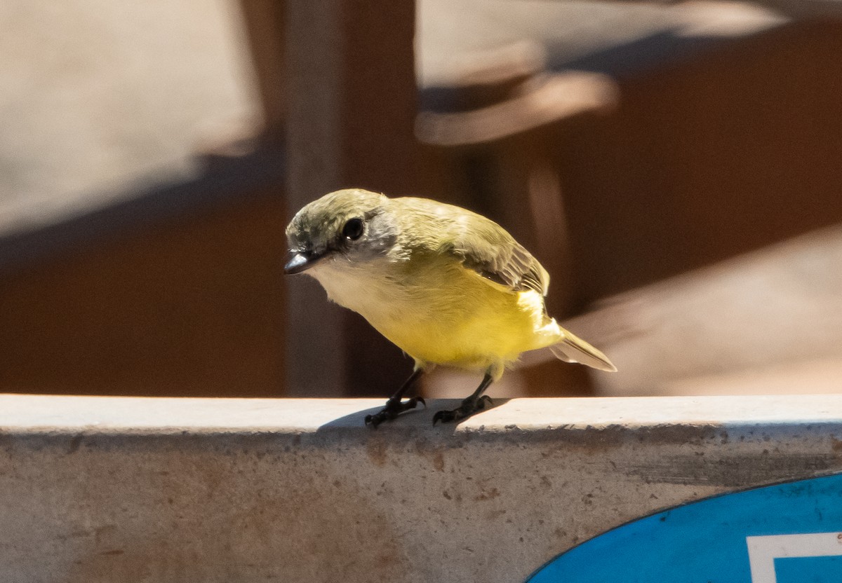 Limon Karınlı Sinekbülbülü [flavigaster grubu] - ML644780084