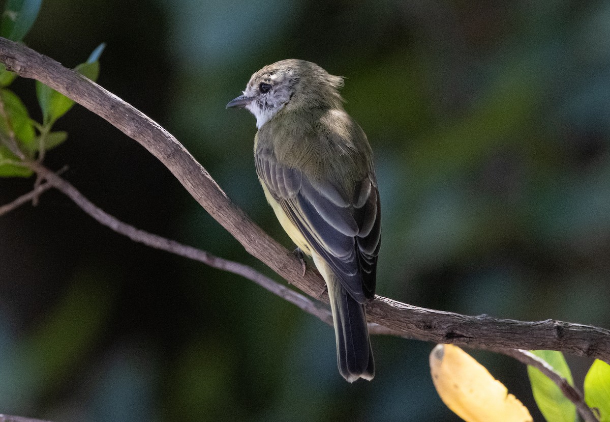 Limon Karınlı Sinekbülbülü [flavigaster grubu] - ML644780085