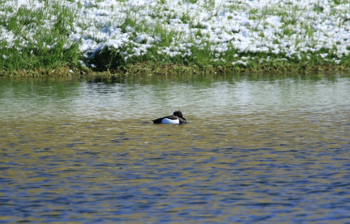 Tepeli Patka - ML644780087