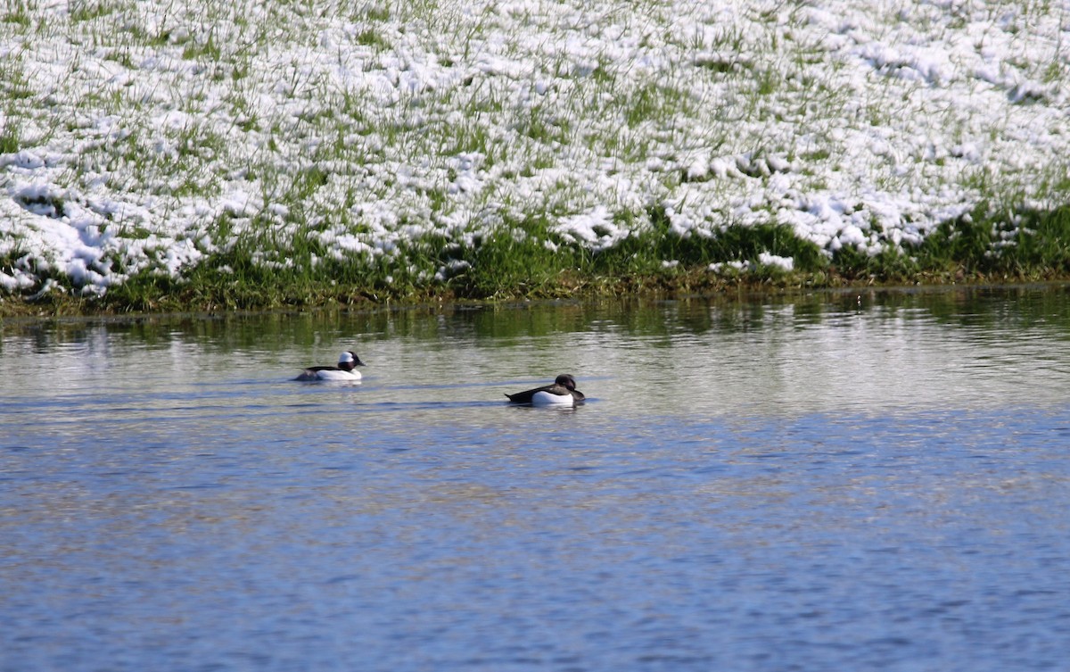 Tepeli Patka - ML644780089