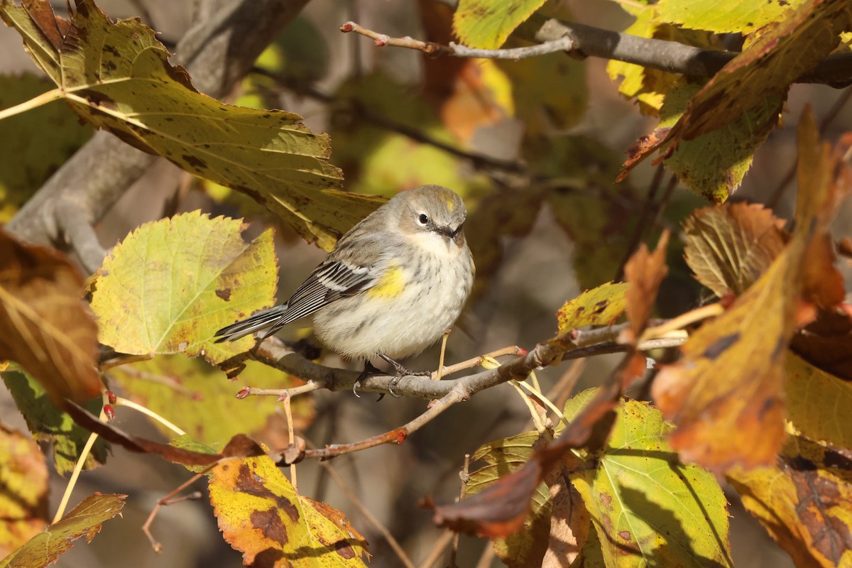 Yellow-rumped Warbler (Myrtle) - ML644780098