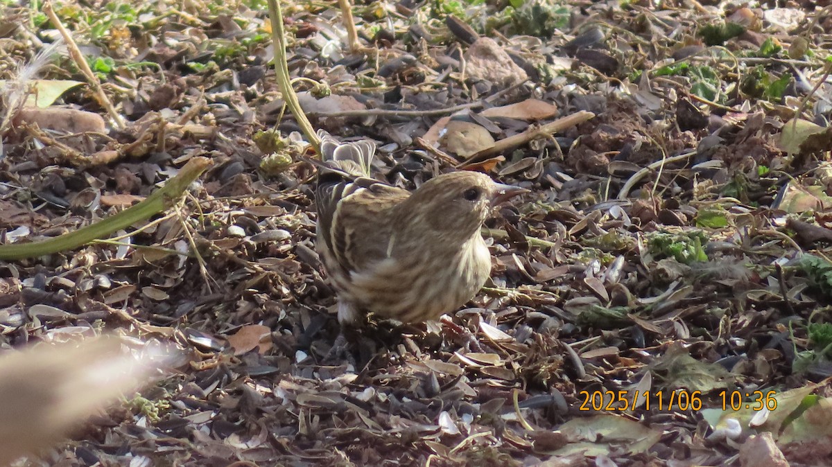 Tarin des pins - ML644780099