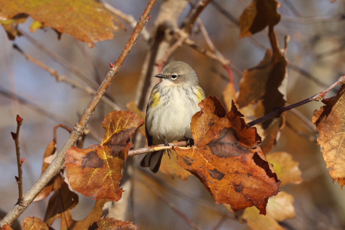 Yellow-rumped Warbler (Myrtle) - ML644780100