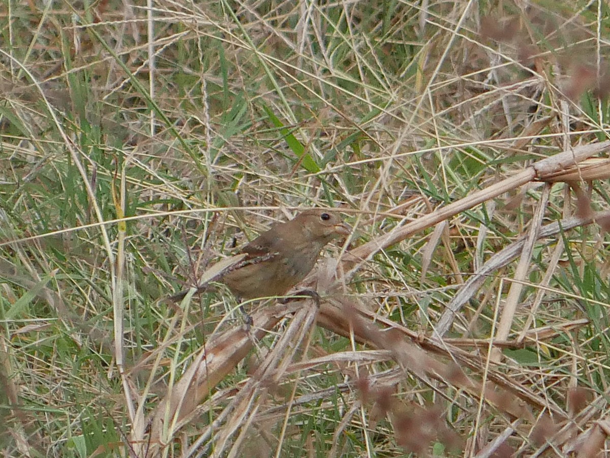 Indigo Bunting - ML644780105