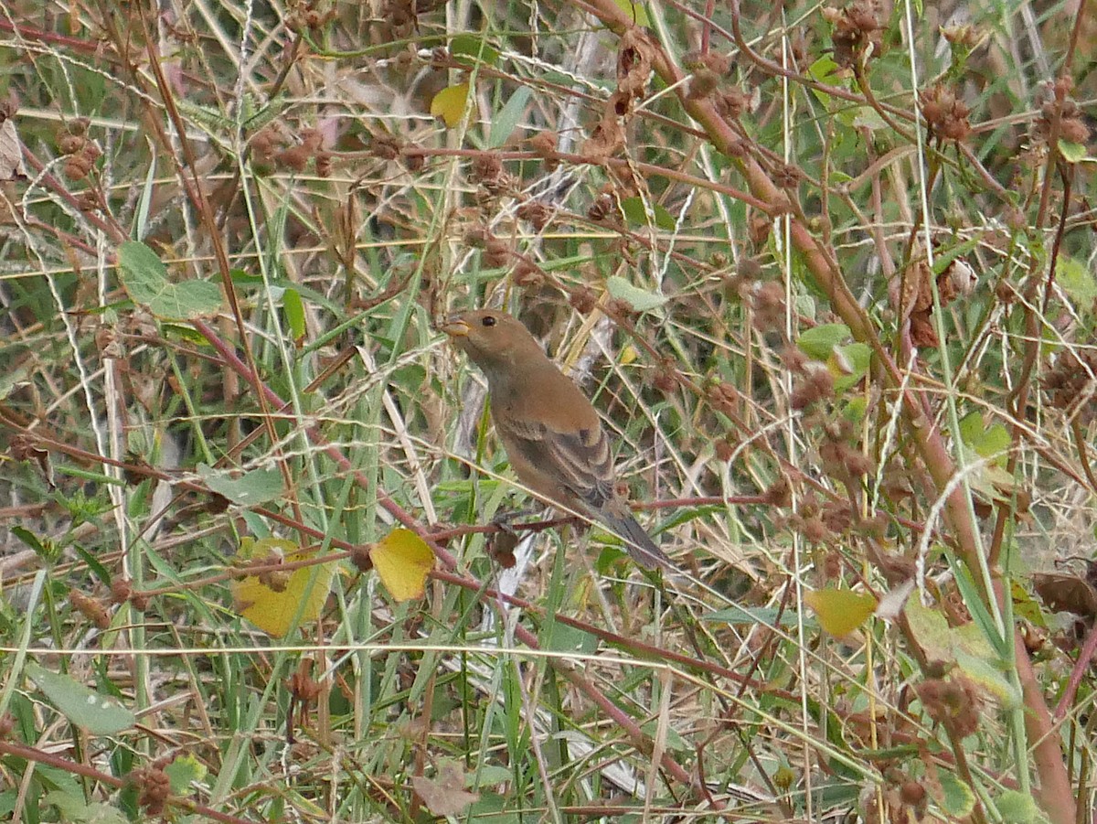 Indigo Bunting - ML644780106