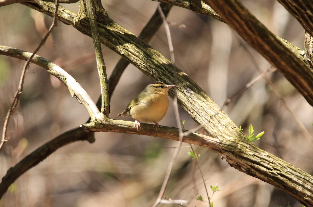 Kurtyiyen Ötleğen - ML644780120