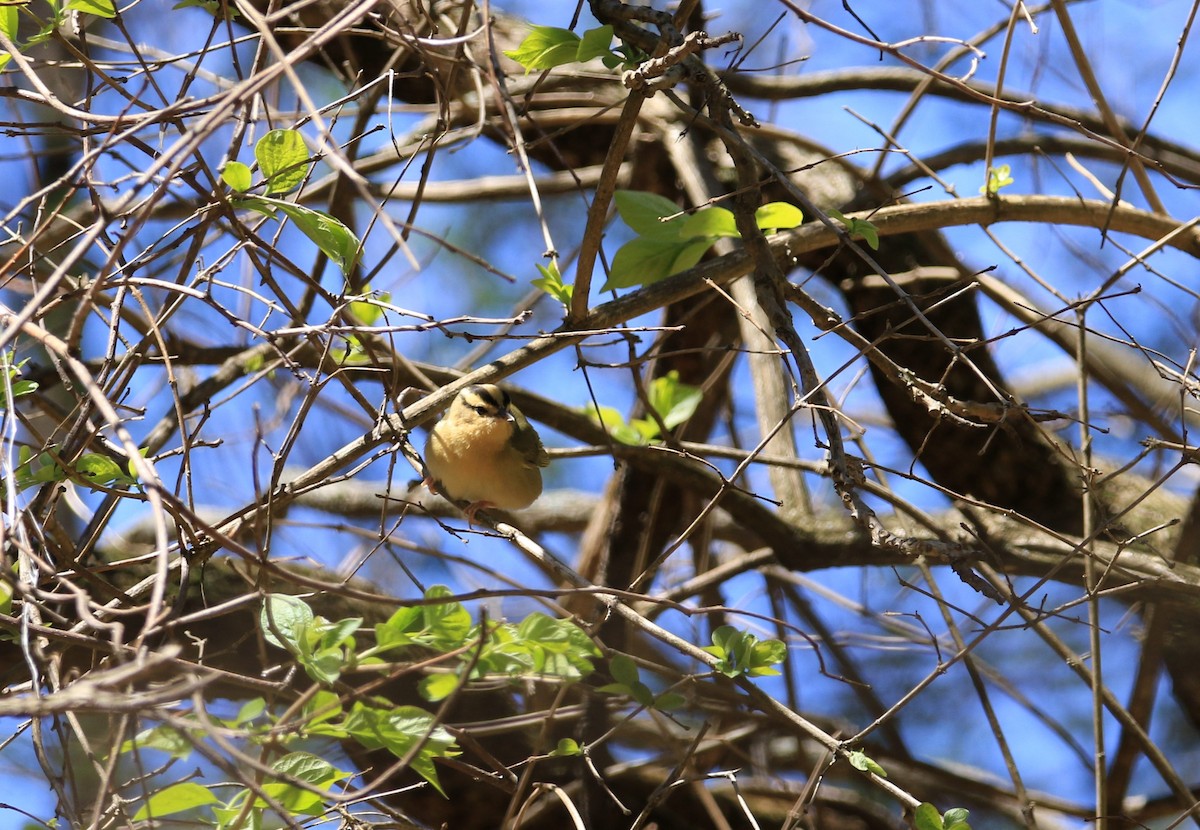 Kurtyiyen Ötleğen - ML644780121