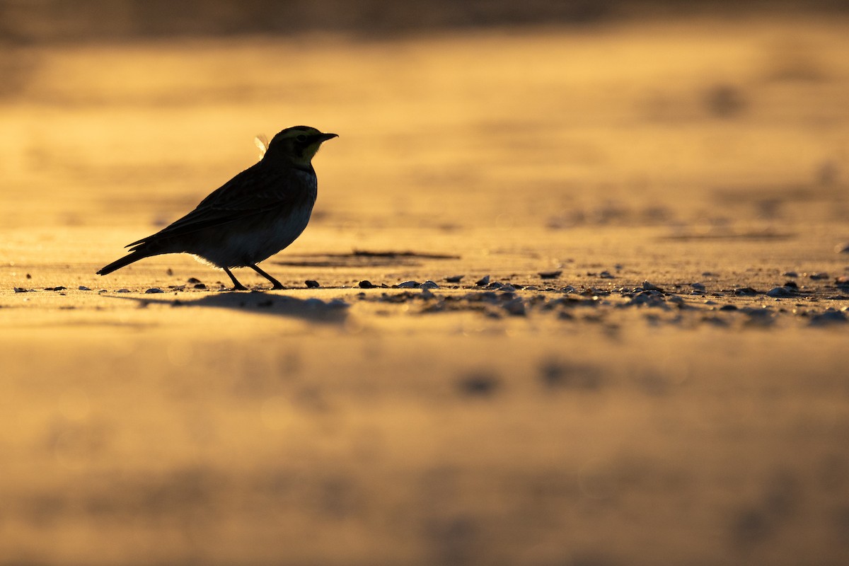 Horned Lark - ML644780133