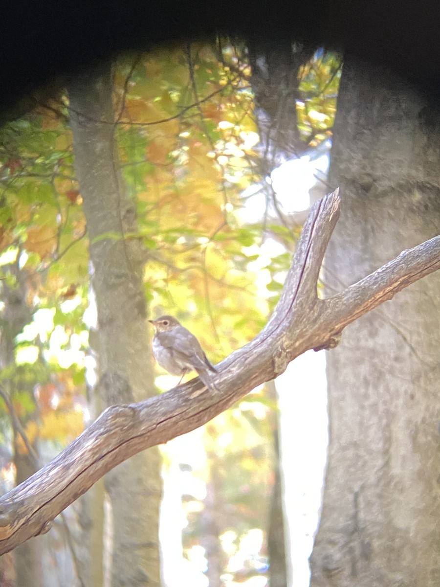 Swainson's Thrush - ML644780163