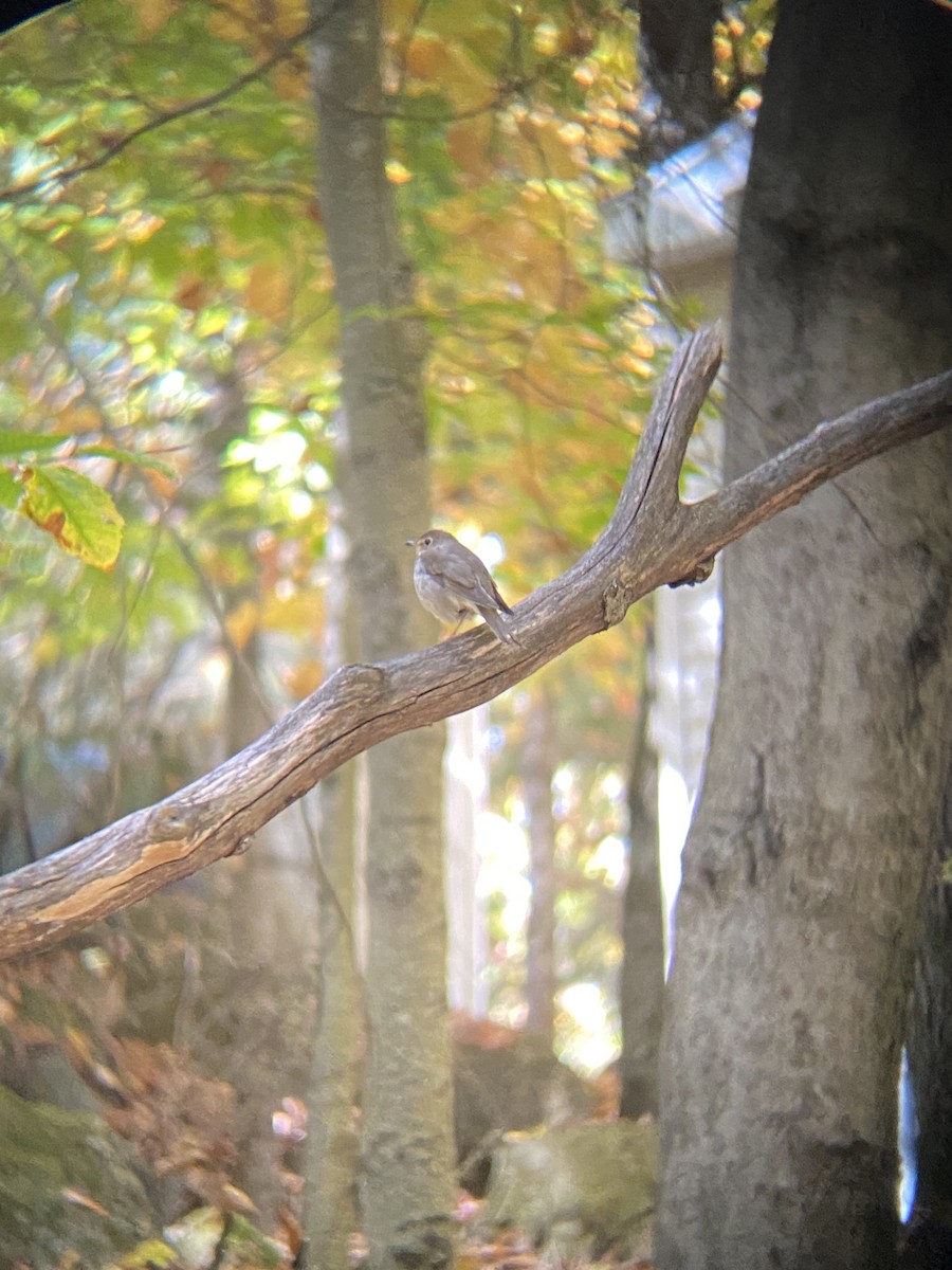 Swainson's Thrush - ML644780164