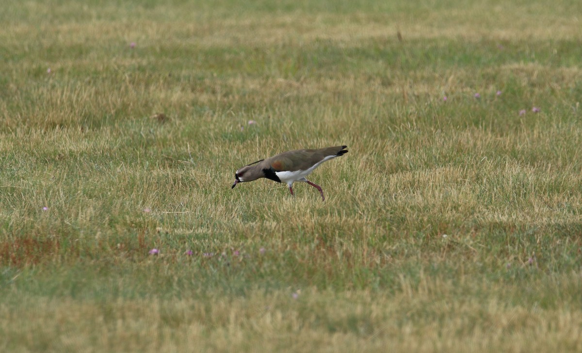 Southern Lapwing - ML644780188