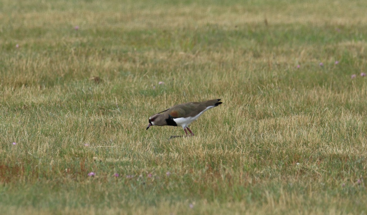 Southern Lapwing - ML644780190