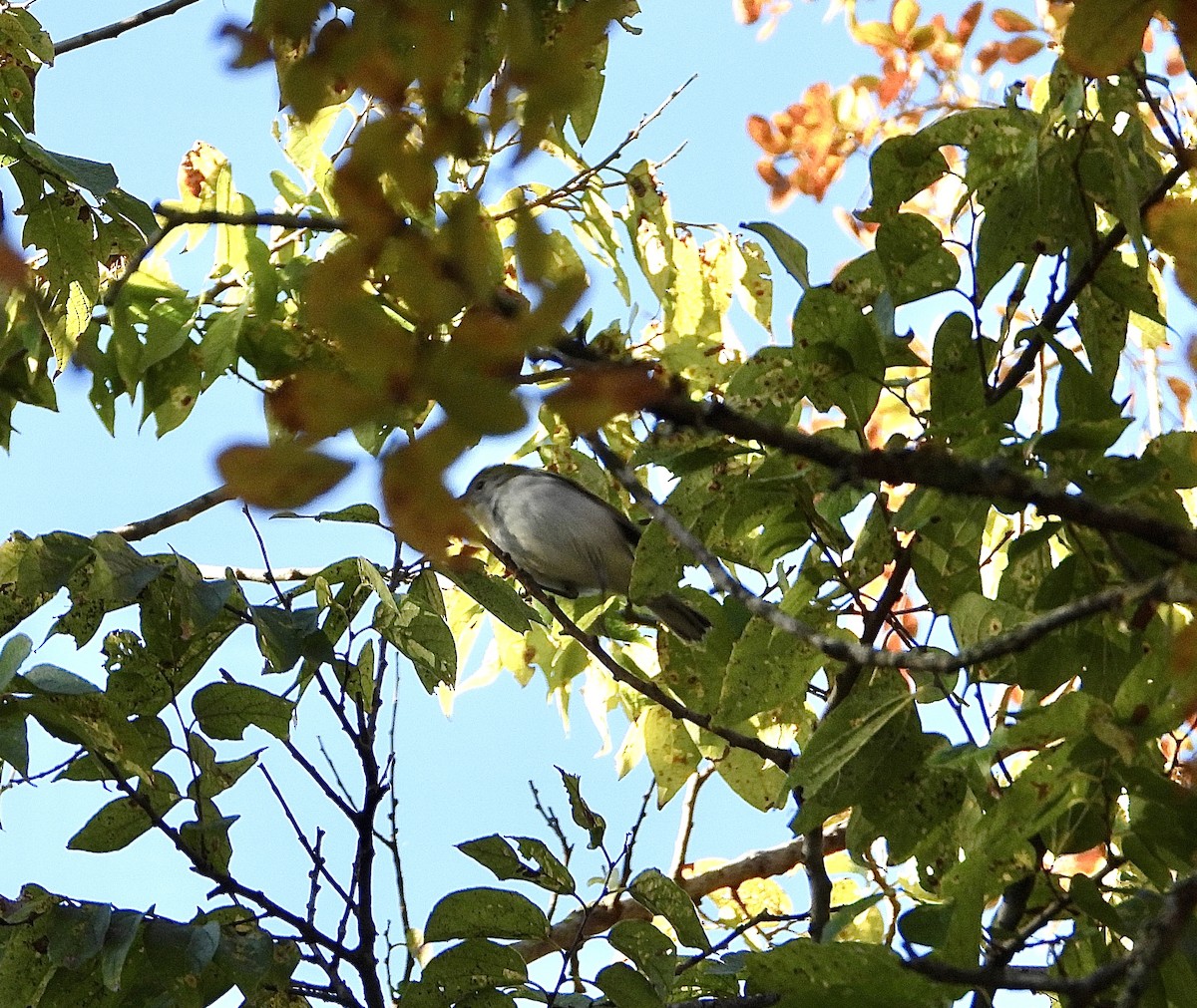 lesňáček rezavoboký - ML644780195