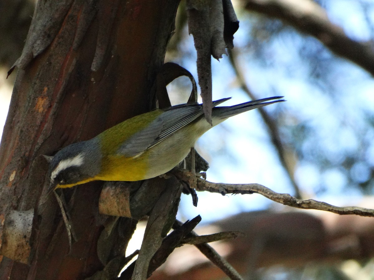 Crescent-chested Warbler - ML644780199