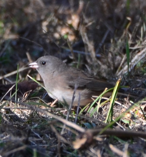 Dark-eyed Junco - ML644780201