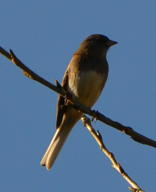 Dark-eyed Junco - ML644780202