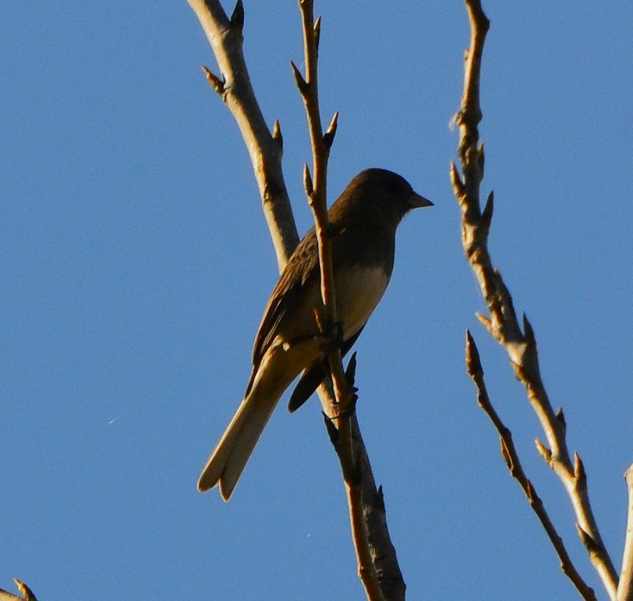 Dark-eyed Junco - ML644780203