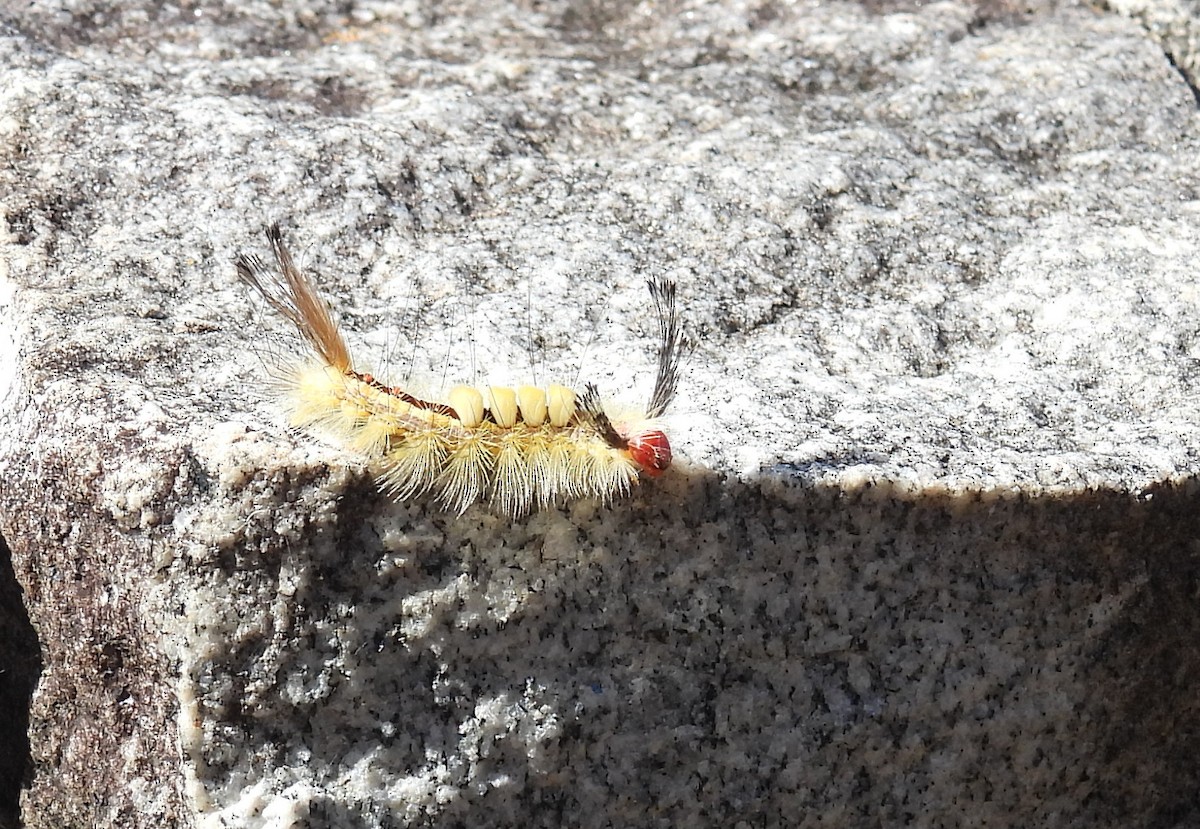 白斑毒蛾 - ML644780204