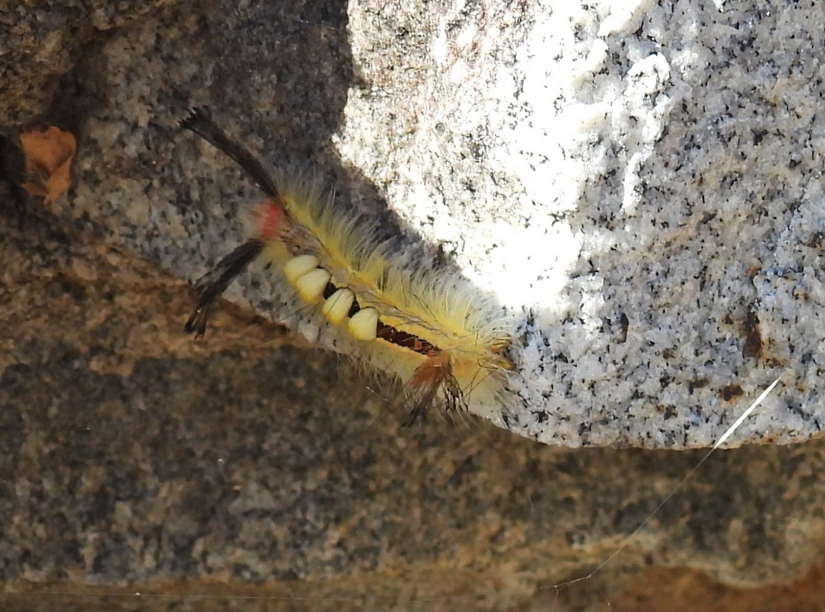 白斑毒蛾 - ML644780205