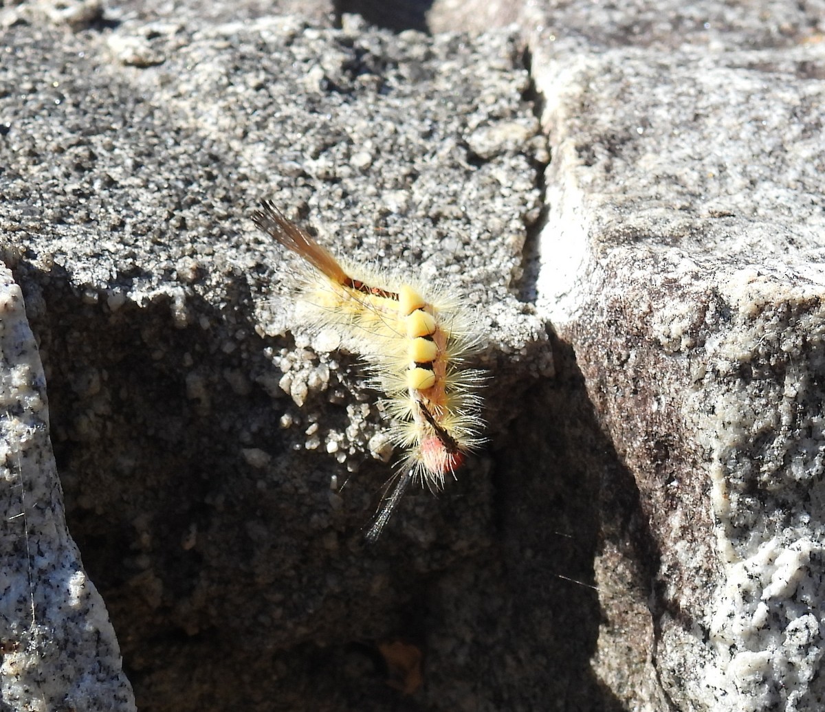 白斑毒蛾 - ML644780206