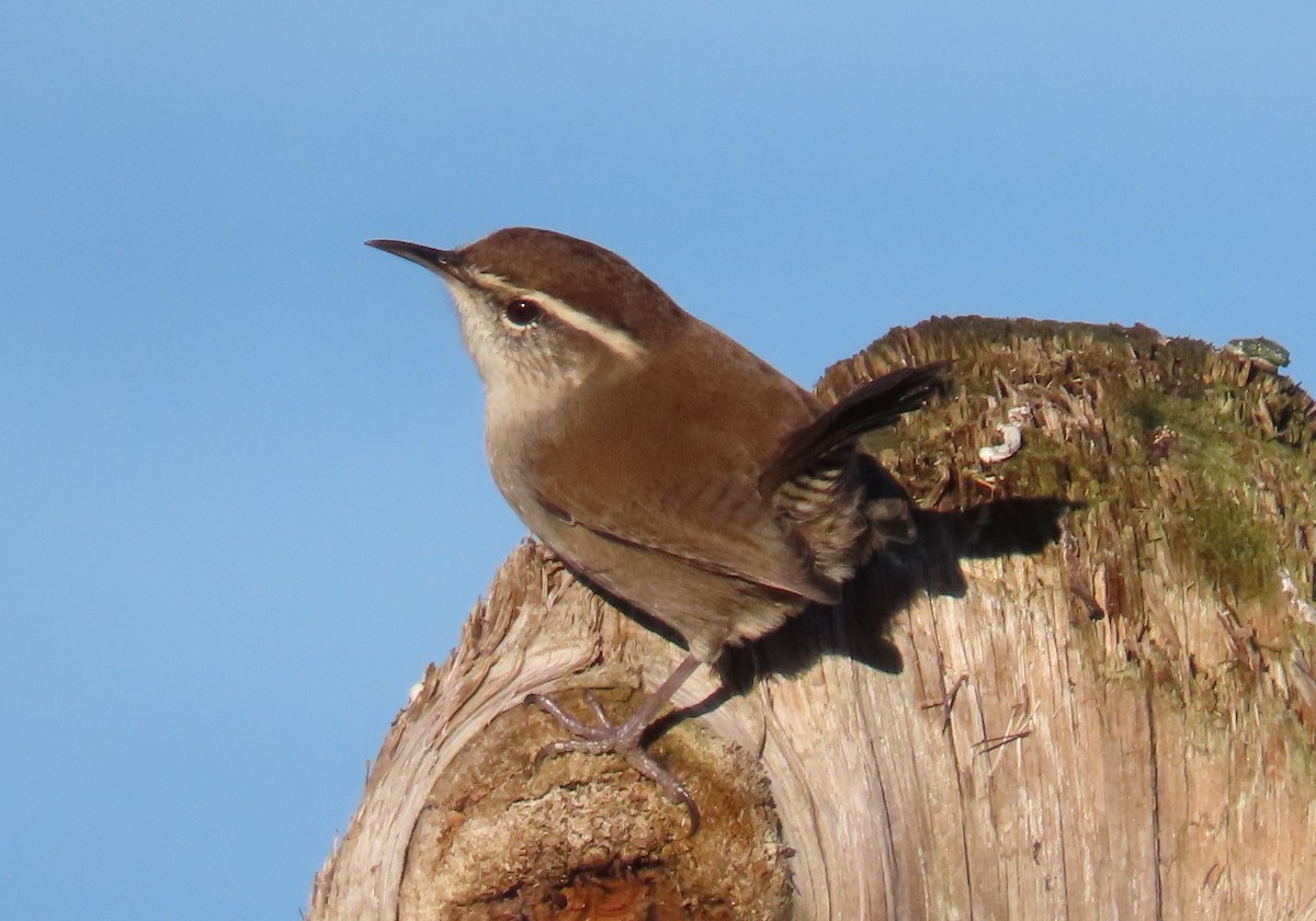 Підбуреник - ML644780211