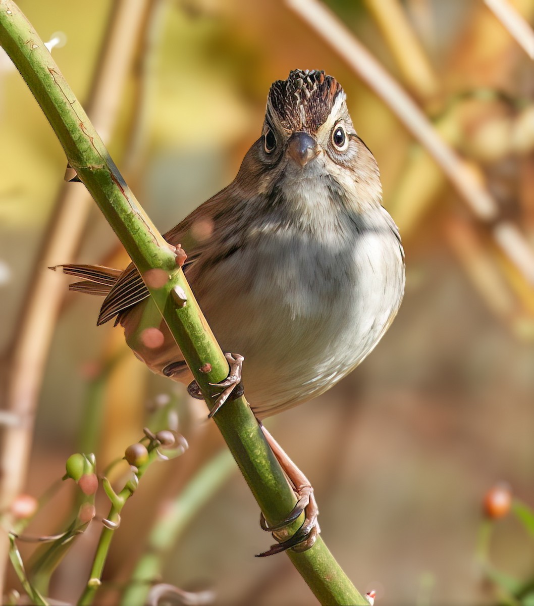 Swamp Sparrow - ML644780218