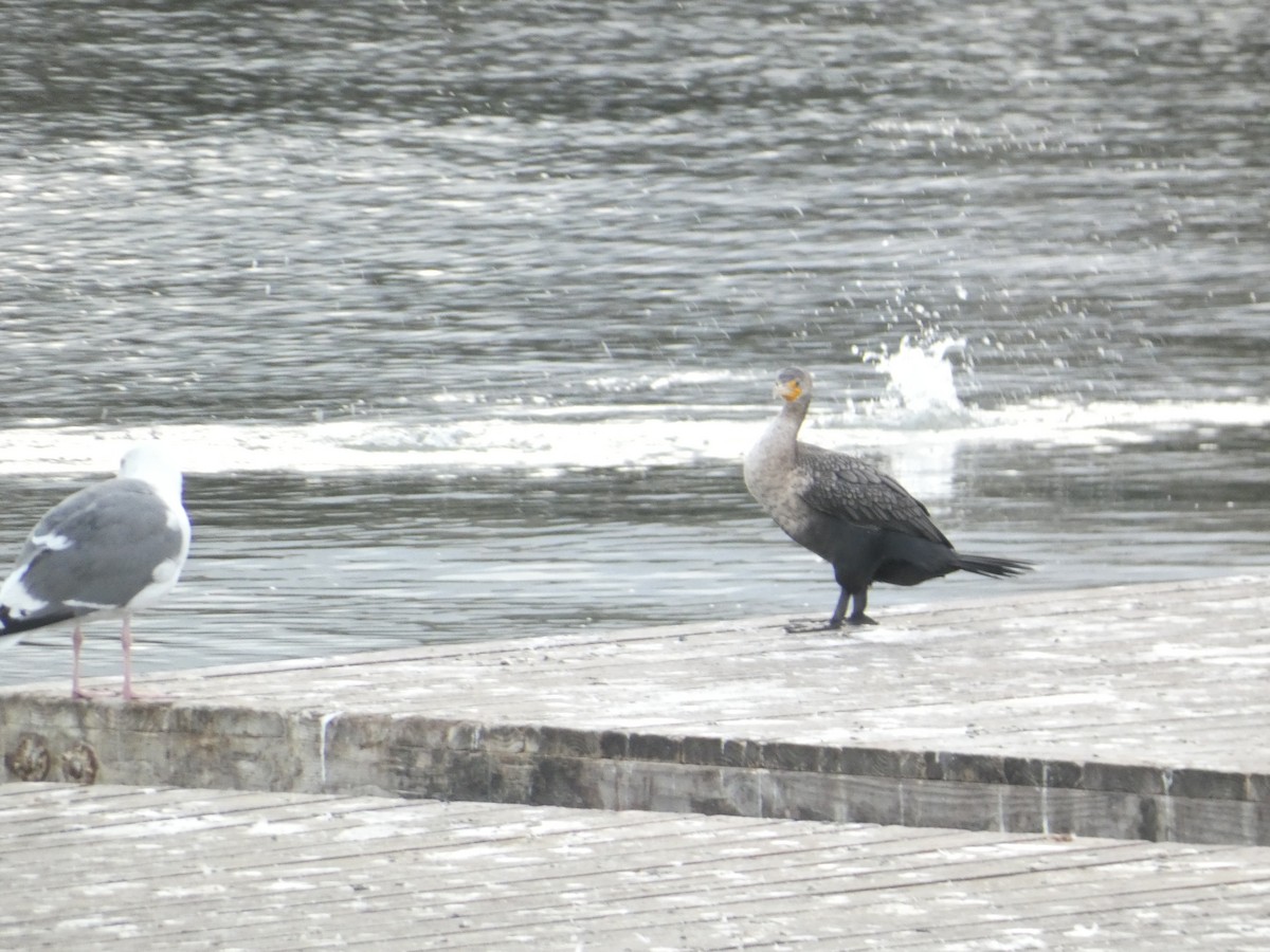 Double-crested Cormorant - ML644780220