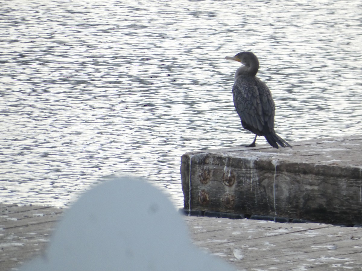 Double-crested Cormorant - ML644780227
