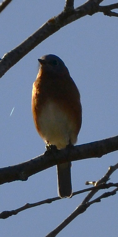 Eastern Bluebird - ML644780229