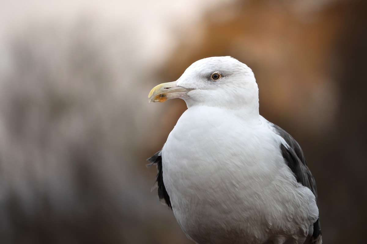 Great Black-backed Gull - ML644780231