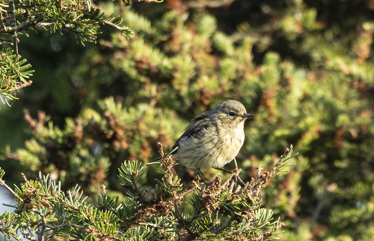 ホオアカアメリカムシクイ - ML644780232