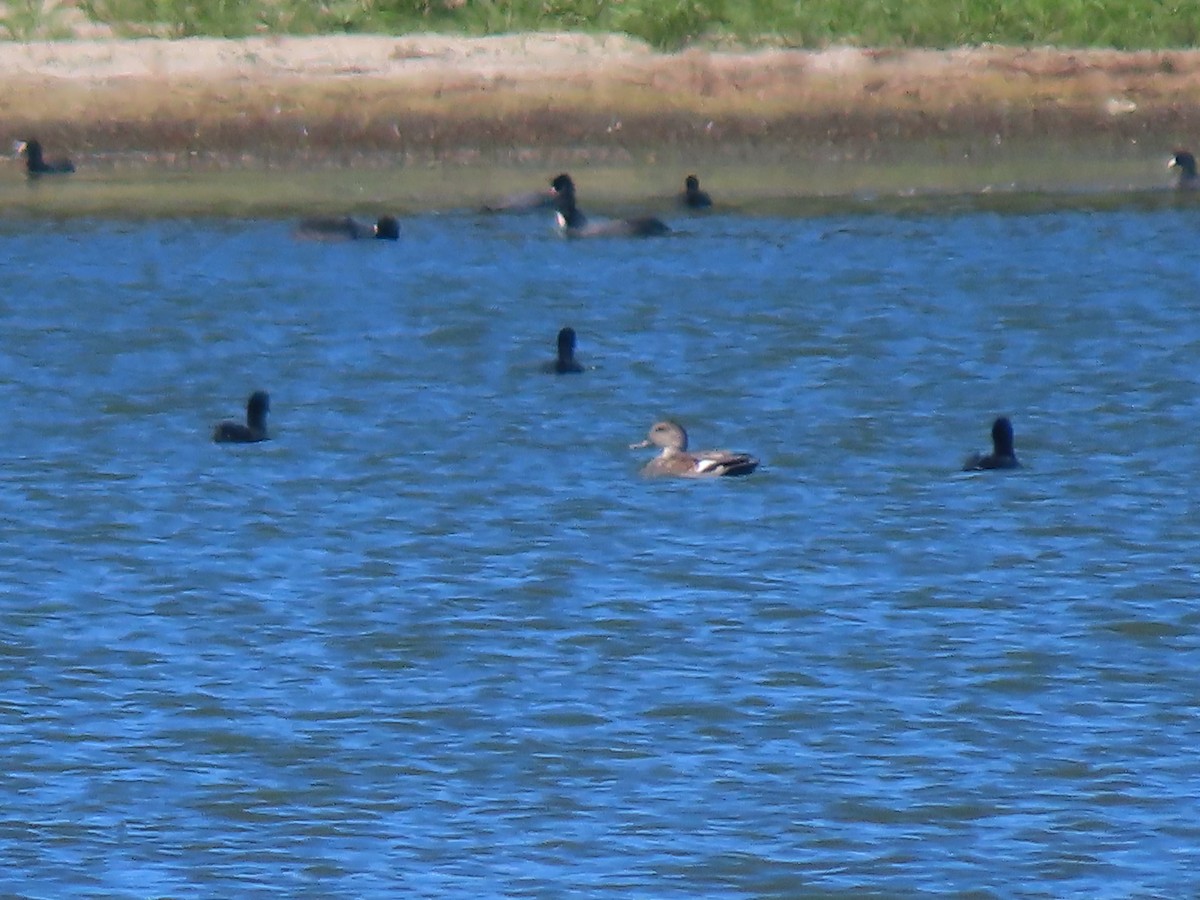 ברווז אמריקני - ML644780238