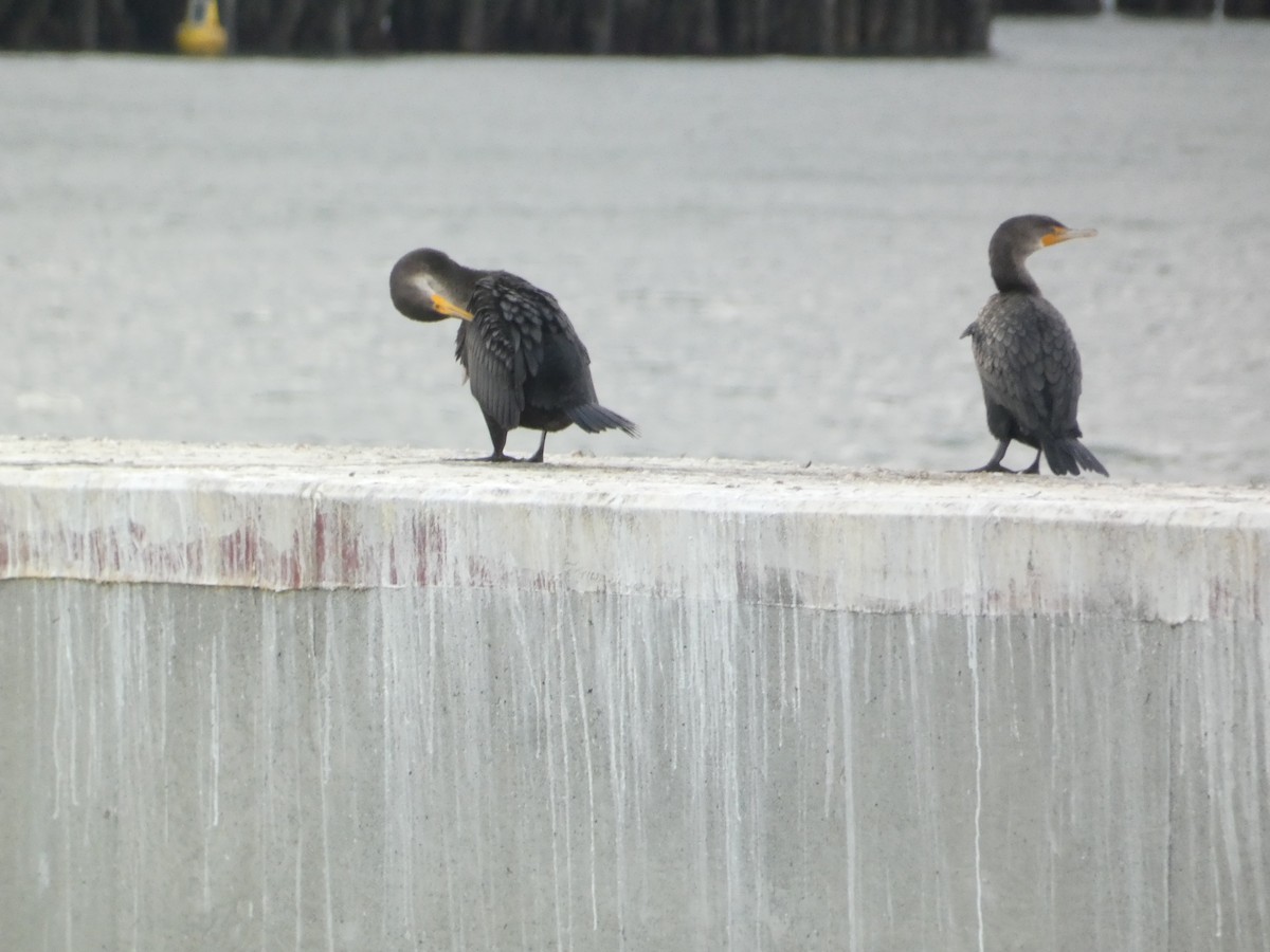 Double-crested Cormorant - ML644780240