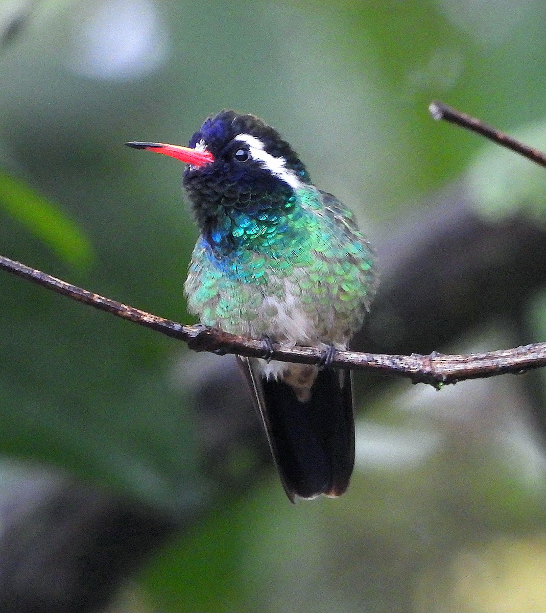 White-eared Hummingbird - ML644780247