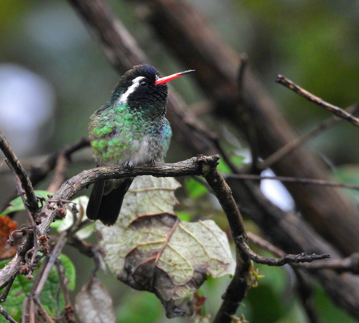 White-eared Hummingbird - ML644780248