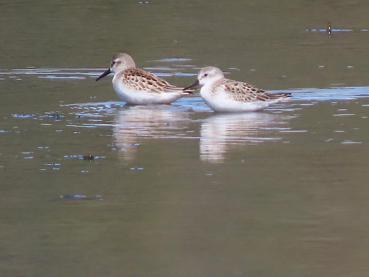 חופית מערבית - ML644780256