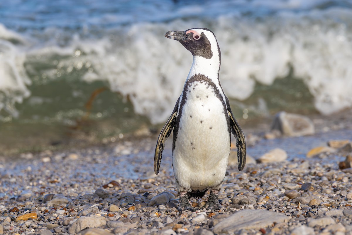African Penguin - ML644780257