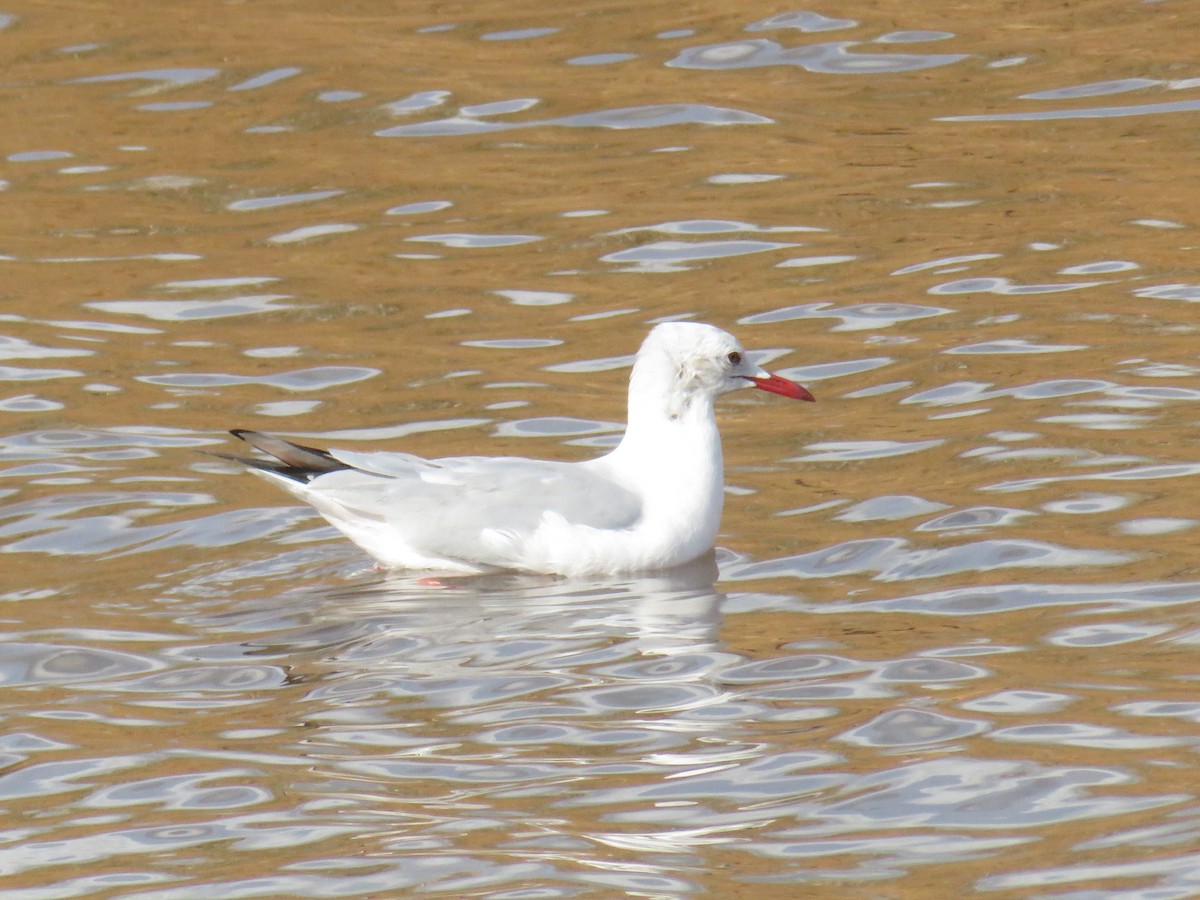 Морской голубок - ML644780271