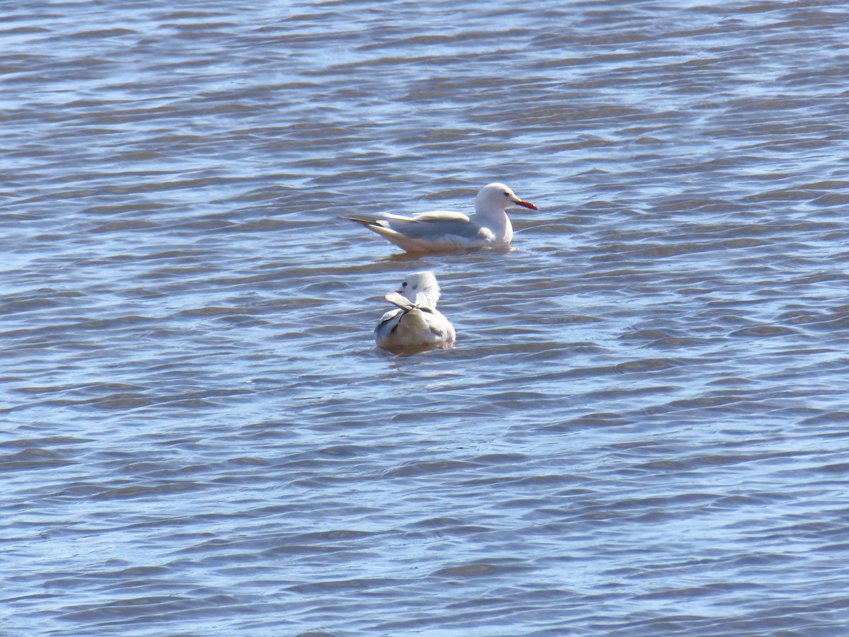 Морской голубок - ML644780272