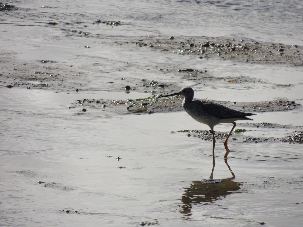 Kuliska hankahori handia - ML644780276