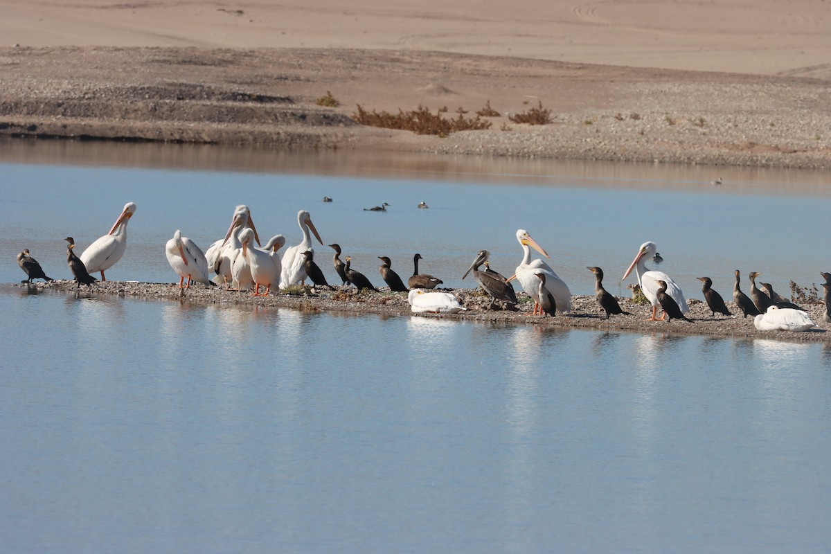 Brown Pelican - ML644780281