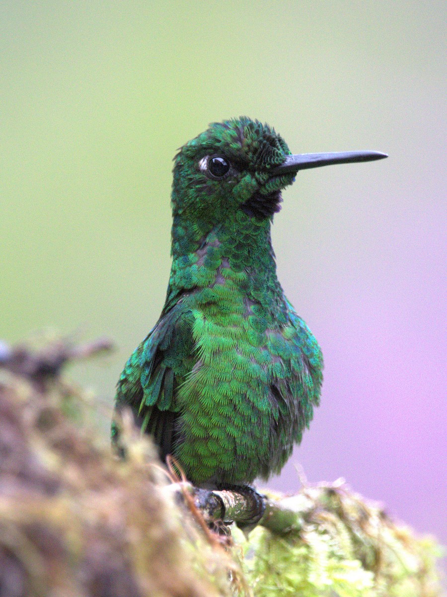 Green-crowned Brilliant - ML644780303