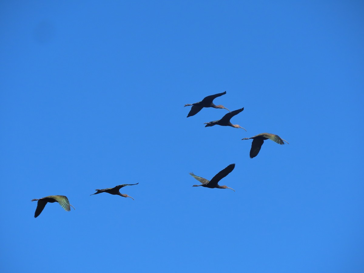 White-faced Ibis - ML644780305