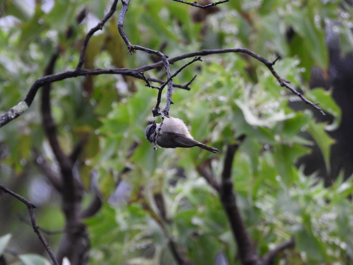Bushtit - ML644780308