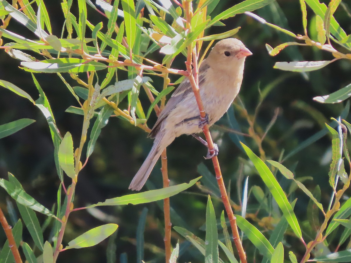 Lazuli Bunting - ML644780309