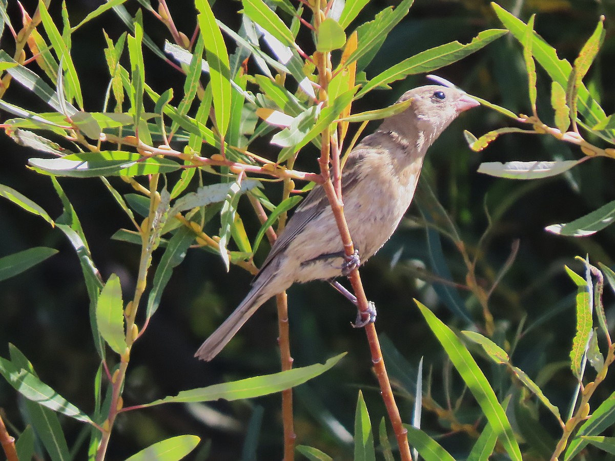 Lazuli Bunting - ML644780310