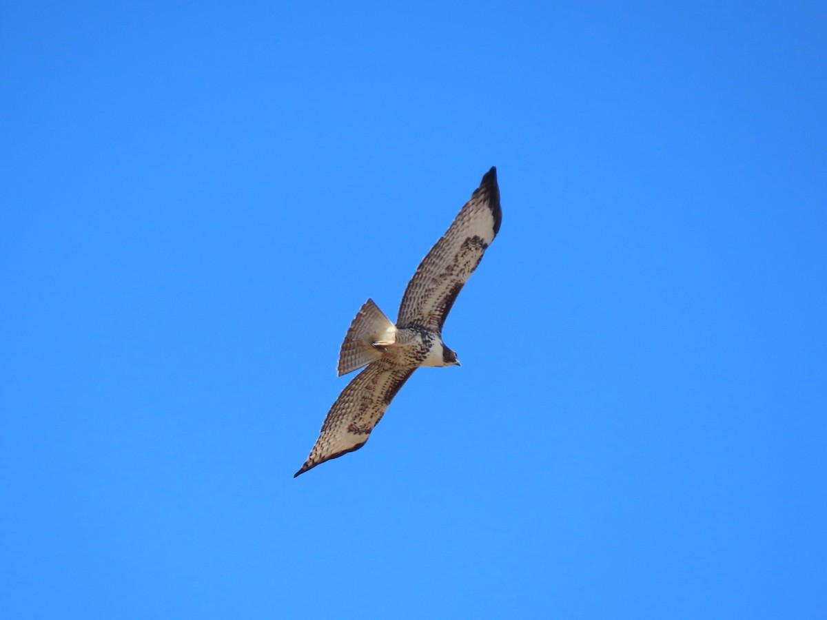 Red-tailed Hawk - ML644780316