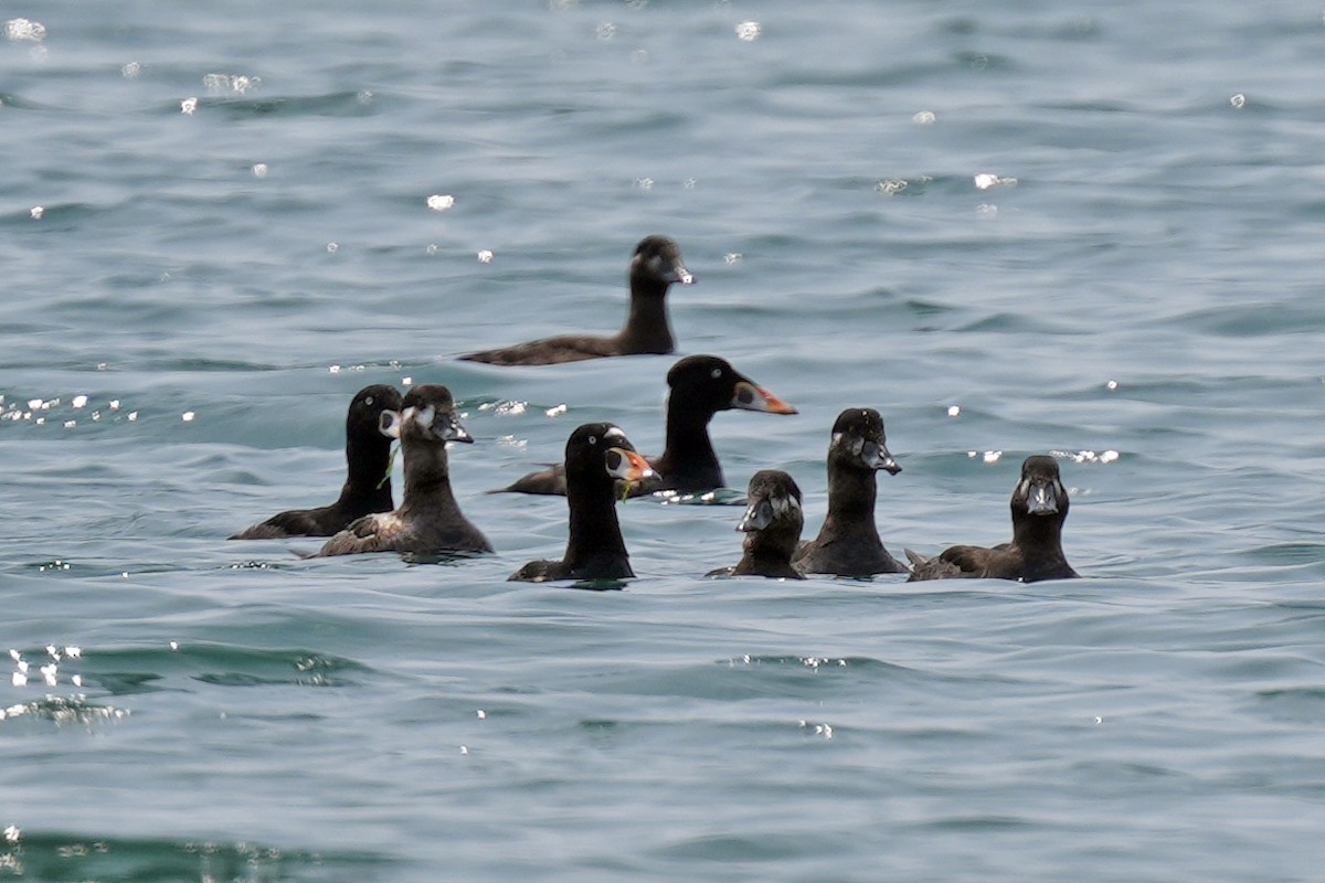 קטיפנית משברים - ML644780321