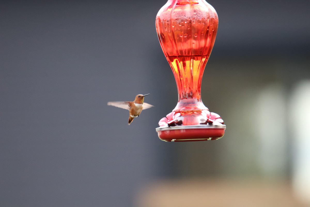 Rotrücken-Zimtelfe - ML644780337