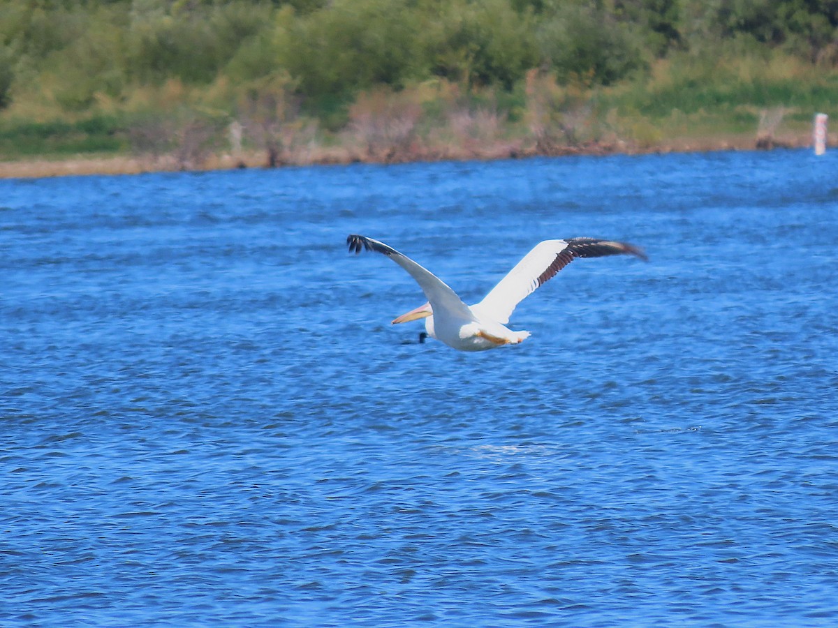 שקנאי אמריקני - ML644780351